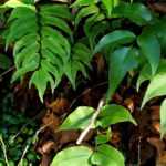 Cyrtomium: plantar, cultivar y cuidar