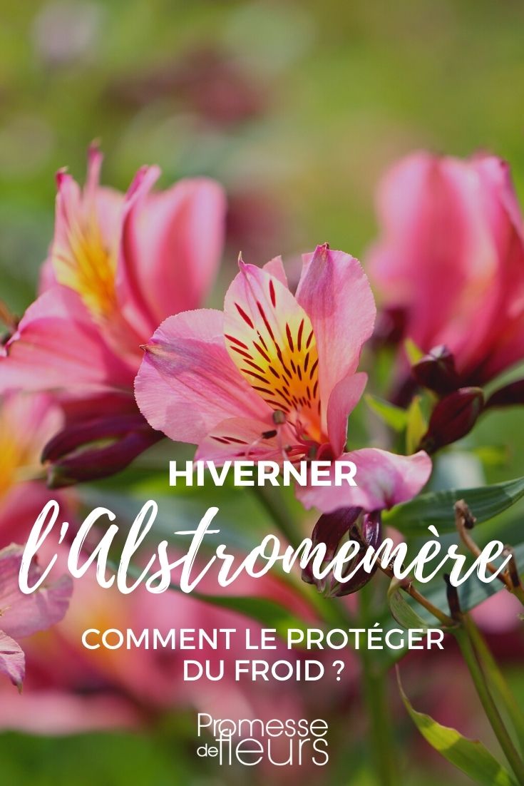¿Cómo proteger la alstroemeria del frío en invierno?