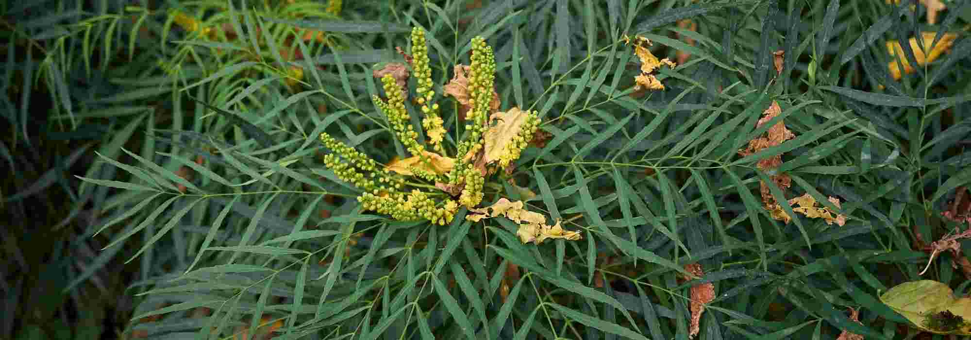 Arbustos bonitos todo el año: ¡es posible!
