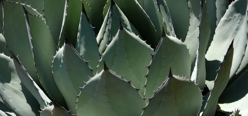 plantas para jardín mineral