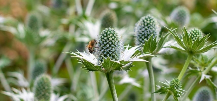 plantas para jardín mineral