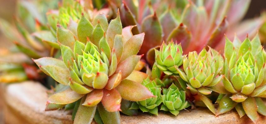 plantas para jardín mineral