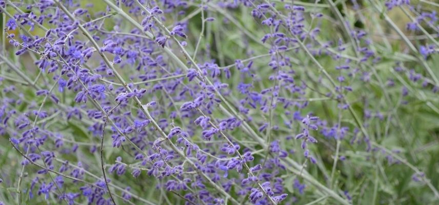 plantas para jardín mineral