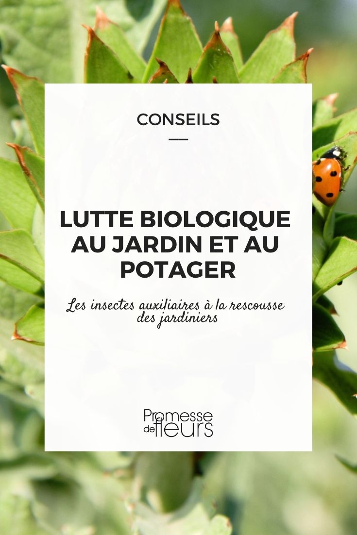 ayudantes del jardín