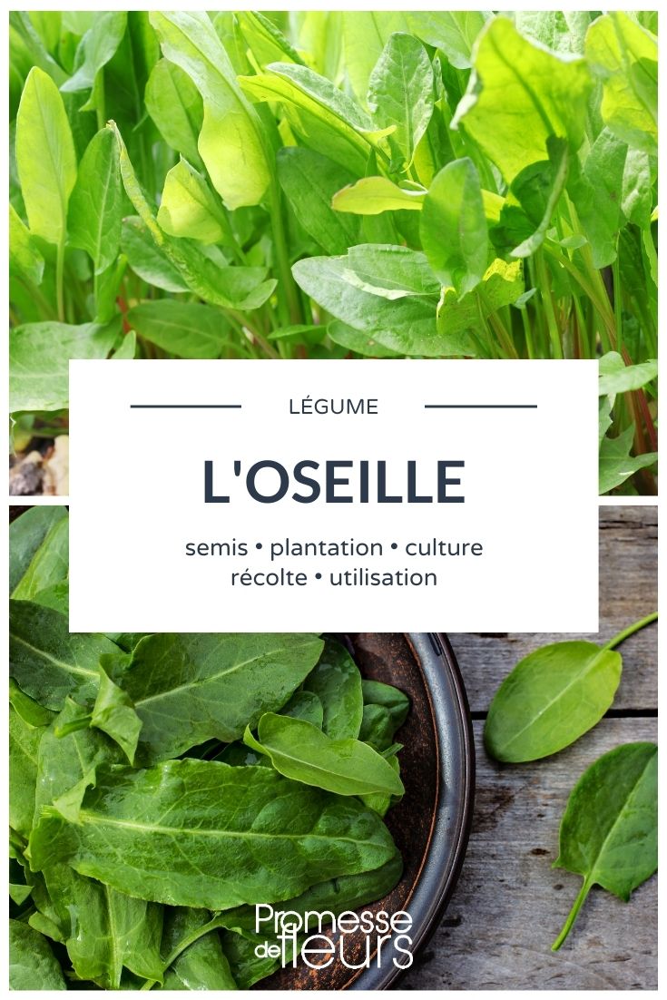 **Ruibarbo: Todo lo que necesitas saber**

El ruibarbo es una planta perenne que se cultiva tanto por sus tallos comestibles como por su valor ornamental en el jardín. Originario de Asia, este vegetal es apreciado por su sabor ácido y su versatilidad en la cocina. Aquí te contamos todo lo que necesitas saber sobre el ruibarbo.

### **Características del Ruibarbo**
- **Nombre científico**: Rheum rhabarbarum
- **Familia**: Polygonaceae
- **Altura**: Hasta 1,5 metros
- **Exposición**: Sol o sombra parcial
- **Suelo**: Rico, fresco y bien drenado

### **Cultivo del Ruibarbo**
El ruibarbo es una planta resistente que prefiere climas fríos. Se planta en otoño o principios de primavera, y requiere un suelo rico en materia orgánica. Es importante mantener el suelo húmedo, pero sin encharcamientos.

### **Cosecha**
Los tallos del ruibarbo están listos para cosechar a partir del segundo año de plantación. Se recomienda retorcer los tallos en lugar de cortarlos para evitar dañar la planta. ¡Recuerda que las hojas son tóxicas y no deben consumirse!

### **Usos en la Cocina**
El ruibarbo es famoso en postres como tartas, mermeladas y compotas. Su sabor ácido combina perfectamente con frutas dulces como las fresas. También se puede utilizar en platos salados, como salsas para acompañar carnes.

### **Consejos de Mantenimiento**
- **Riego**: Regular, especialmente en verano.
- **Abono**: Aplicar compost o estiércol bien descompuesto en primavera.
- **Protección**: Cubrir la base de la planta con mantillo en invierno para protegerla del frío.

El ruibarbo es una excelente adición a cualquier huerto o jardín, ofreciendo tanto belleza como deliciosos frutos. ¡Anímate a cultivarlo y disfruta de sus múltiples beneficios!