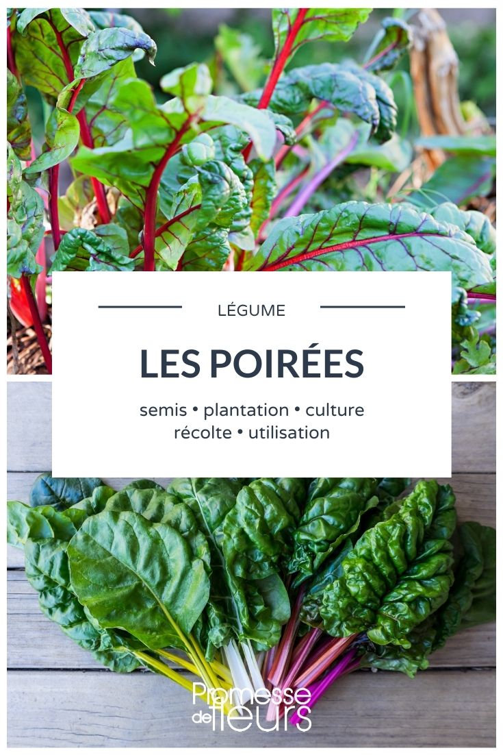 Espinaca todo lo que necesitas saber