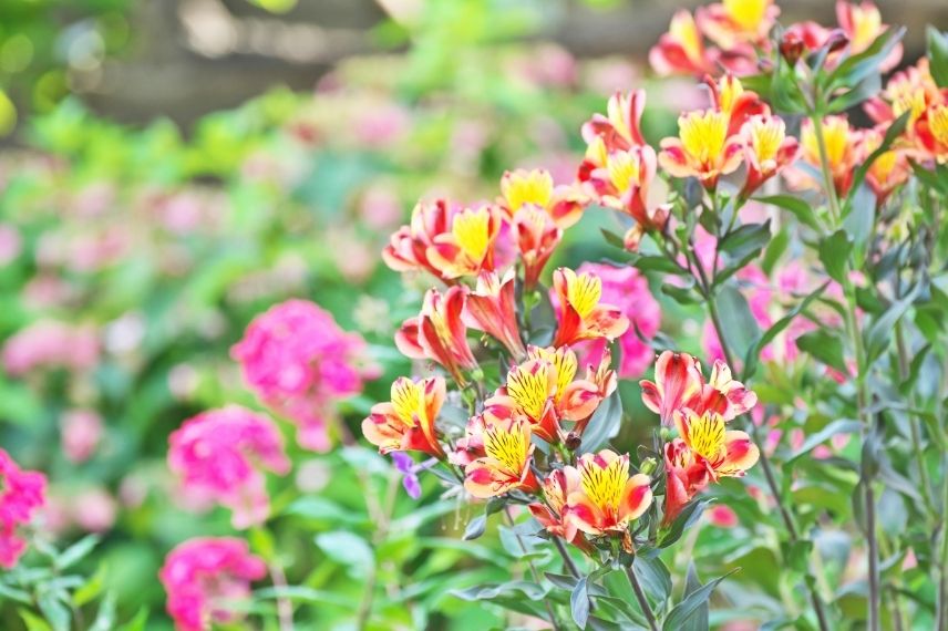 ¿Cómo proteger las alstroemerias en invierno?