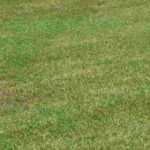 Resembrar el césped: ¿cómo hacerlo?