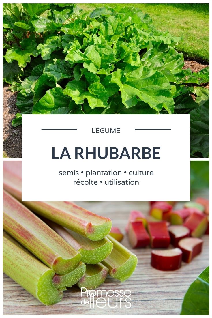 **Ruibarbo: Todo lo que necesitas saber**

El ruibarbo es una planta perenne que se cultiva tanto por sus tallos comestibles como por su valor ornamental en el jardín. Originario de Asia, este vegetal de sabor ácido es apreciado en la cocina, especialmente en postres como tartas y mermeladas. A continuación, te contamos todo lo que necesitas saber sobre el ruibarbo.

### Características del ruibarbo
- **Nombre científico**: *Rheum rhabarbarum*
- **Familia**: Polygonaceae
- **Partes comestibles**: Tallos (las hojas son tóxicas debido a su alto contenido en ácido oxálico)
- **Color de los tallos**: Varía entre rojo, verde y rosado
- **Sabor**: Ácido y refrescante

### Cultivo del ruibarbo
El ruibarbo es una planta resistente que prefiere climas fríos. Aquí tienes algunos consejos para cultivarlo con éxito:

1. **Suelo**: Prefiere suelos ricos en materia orgánica, bien drenados y ligeramente ácidos.
2. **Exposición**: Necesita un lugar soleado o parcialmente sombreado.
3. **Riego**: Mantén el suelo húmedo, pero evita el encharcamiento.
4. **Cosecha**: Los tallos están listos para cosechar en primavera y verano. Nunca cortes más de un tercio de la planta para asegurar su crecimiento continuo.

### Usos culinarios
El ruibarbo es un ingrediente versátil en la cocina. Aquí tienes algunas ideas:
- **Postres**: Tartas, crumbles y mermeladas.
- **Bebidas**: Zumos y cócteles.
- **Platos salados**: Combina bien con carnes como el cerdo o el pato.

### Beneficios para la salud
Aunque se consume principalmente por su sabor, el ruibarbo también ofrece beneficios para la salud:
- Rico en fibra, lo que favorece la digestión.
- Contiene vitaminas C y K, así como calcio y potasio.
- Bajo en calorías, ideal para dietas equilibradas.

### Precauciones
Recuerda que **las hojas del ruibarbo son tóxicas** debido a su alto contenido en ácido oxálico. Nunca las consumas y deséchalas adecuadamente.

### Conclusión
El ruibarbo es una planta fascinante que combina utilidad culinaria y belleza ornamental. Con los cuidados adecuados, puedes disfrutar de sus deliciosos tallos año tras año. ¡Anímate a cultivarlo en tu jardín y a experimentar con él en la cocina!
