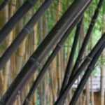 10 plantas arquitectónicas, perfectas para jardines modernos