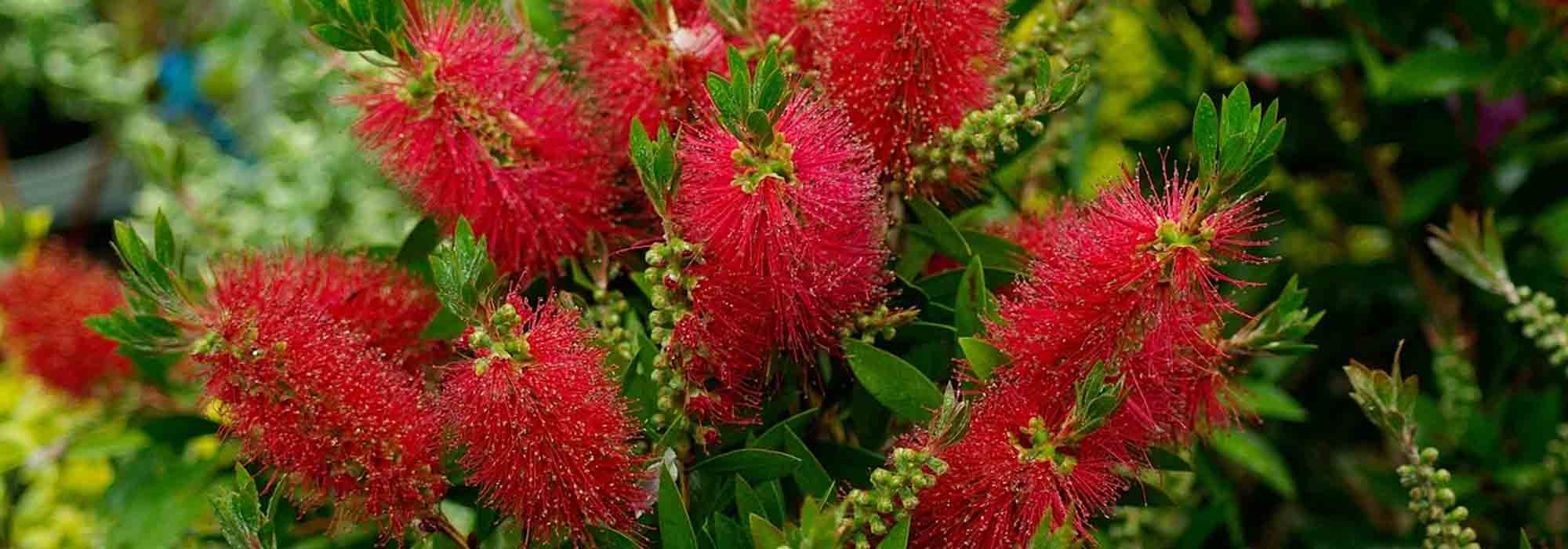 Callistemon o limpiatubos: las mejores variedades