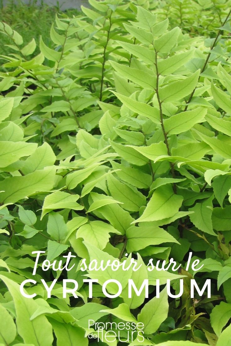 Éxito en el cultivo del Cyrtomium