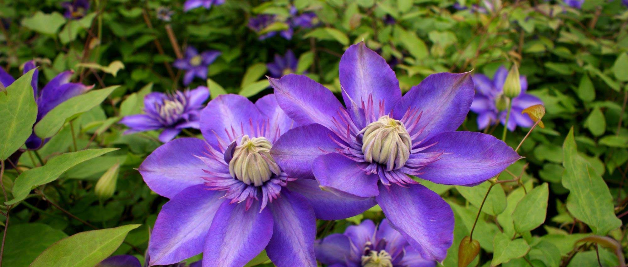 6 plantas trepadoras fáciles de acodar