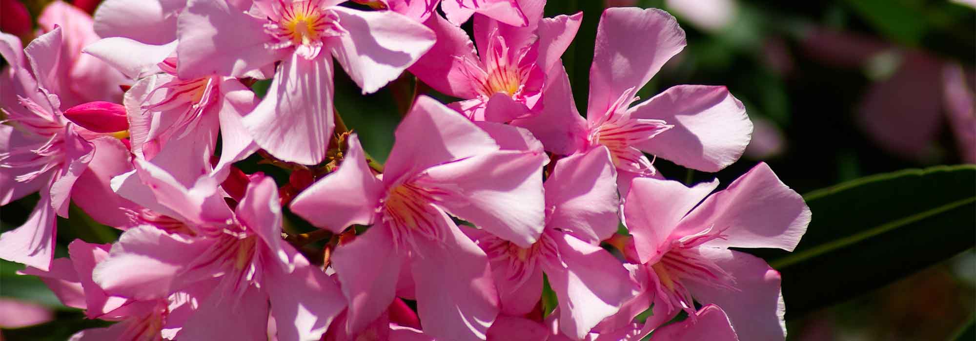 ¿Cuándo y cómo hacer esquejes de adelfa?