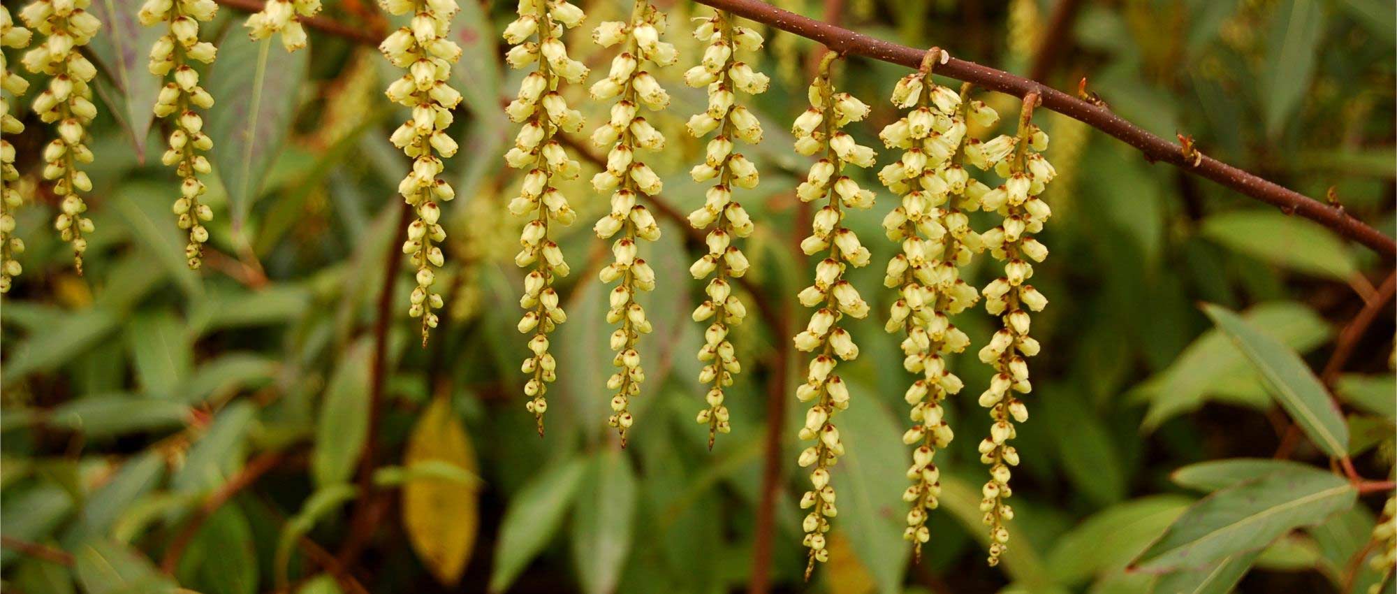 Stachyurus: plantar, cultivar y cuidar