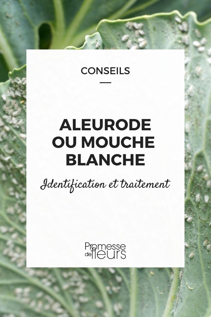 ácaro blanco: identificación y tratamiento