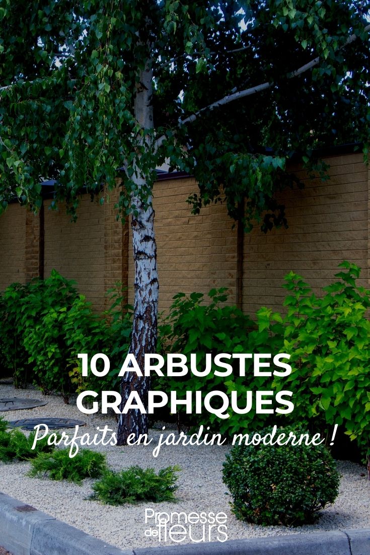 10 arbustos para un jardín moderno