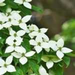 Cornus kousa, cornejo japonés: elegir, plantar y cuidar