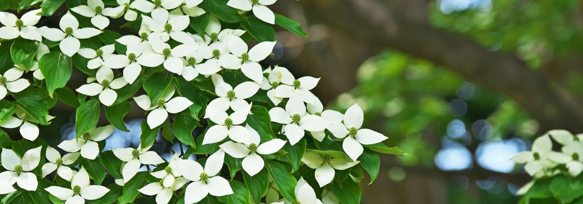 Cornus kousa, cornejo japonés: elegir, plantar y cuidar