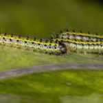 Insecticidas ecológicos y naturales: ¿cuáles son y cómo utilizarlos?