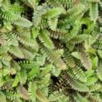 Leptinella, cótula: cultivo, Plantación y cuidados