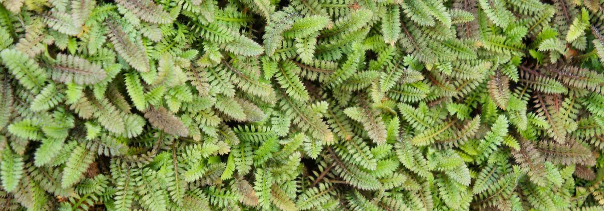 Leptinella, cótula: cultivo, Plantación y cuidados