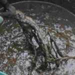 Embarrar las raíces de árboles y arbustos