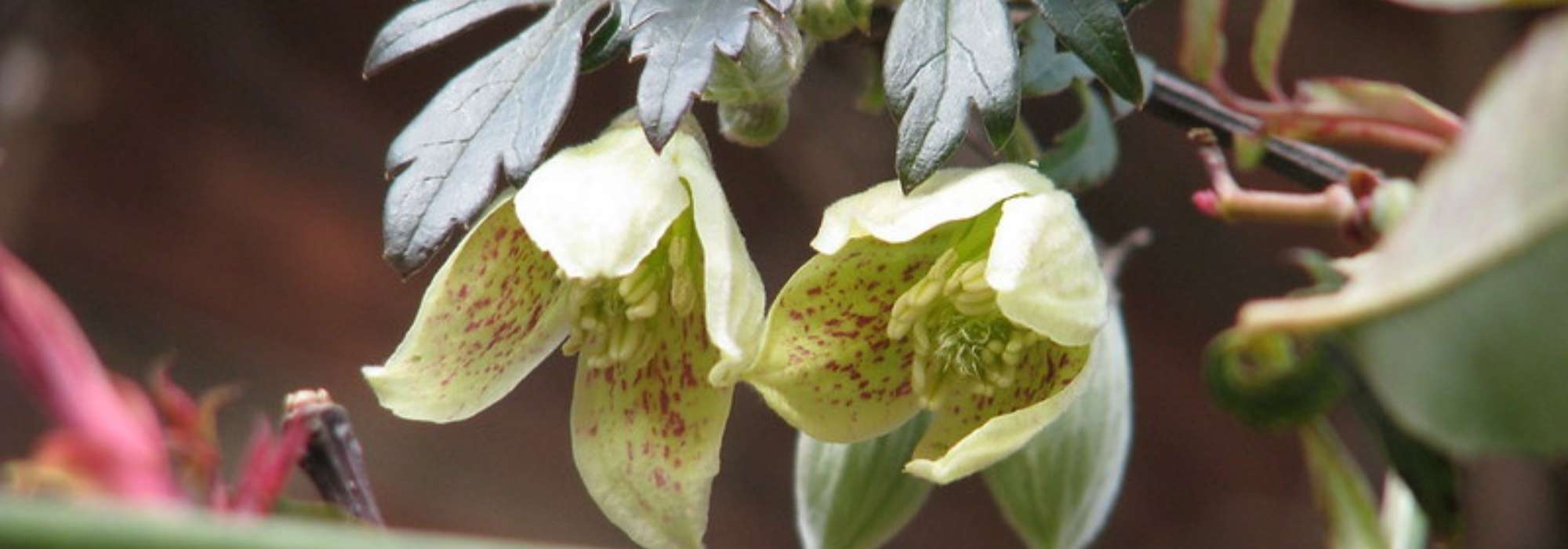 6 clemátides de floración invernal