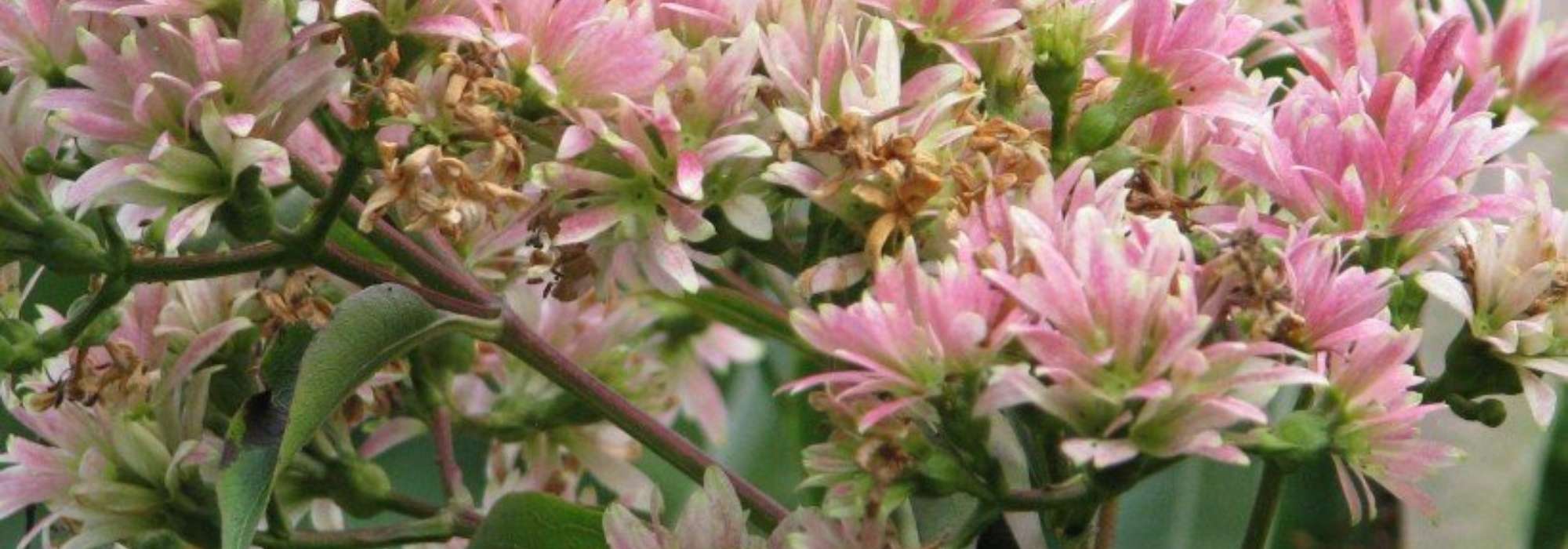 9 arbustos de floración otoñal