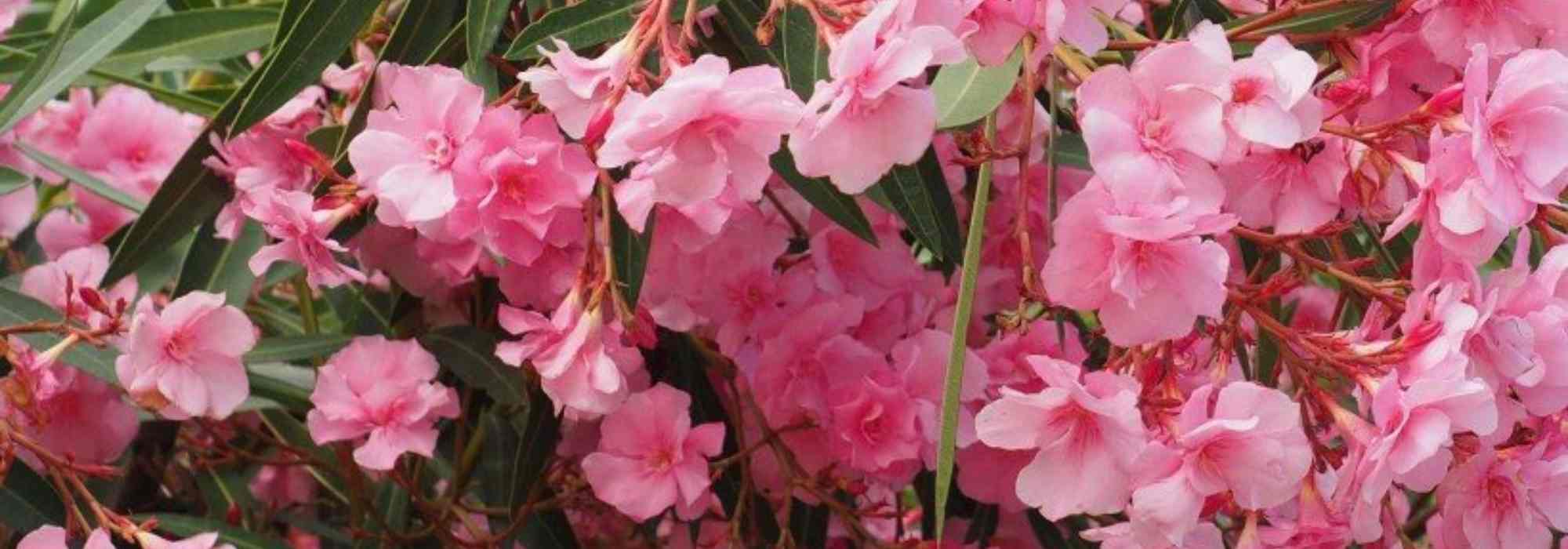 9 arbustos de flores rosas que no pueden faltar en tu jardín