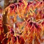 8 arbustos con flores de color naranja que no pueden faltar en tu jardín