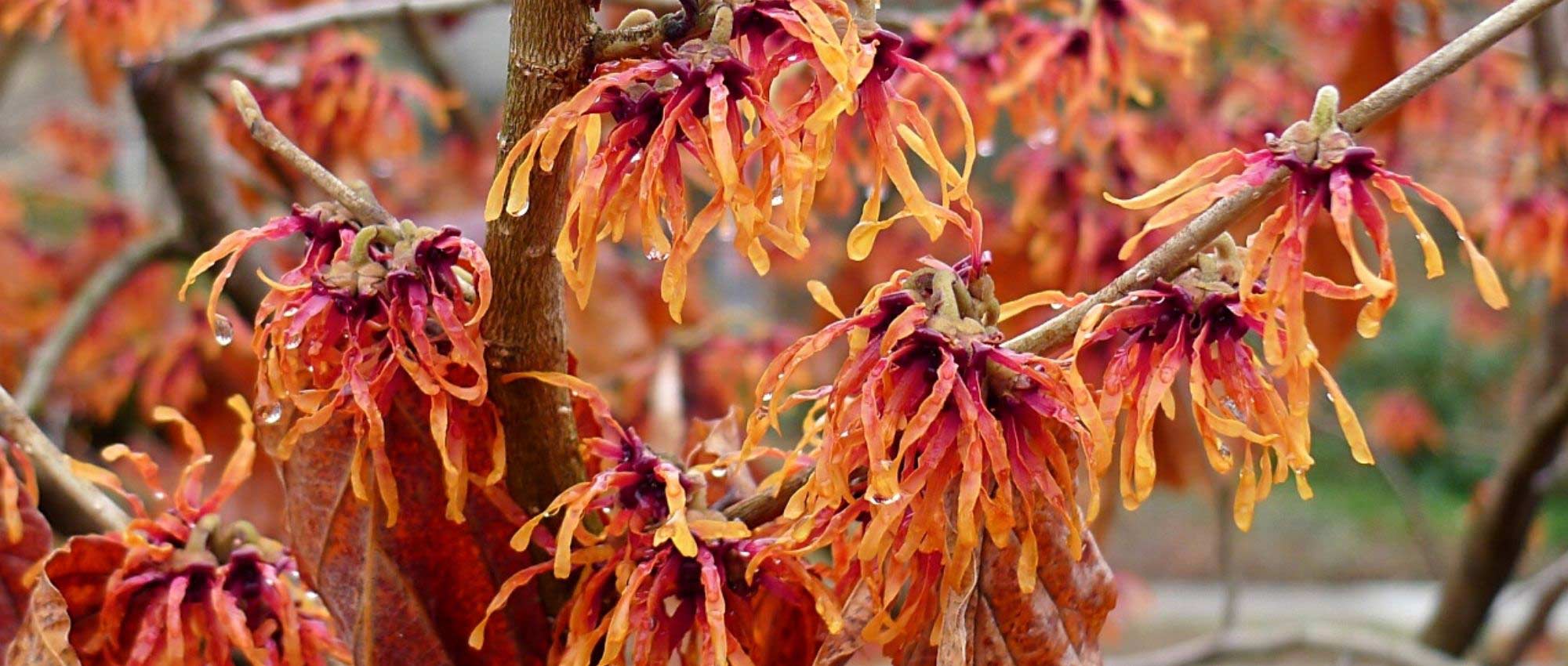 8 arbustos con flores de color naranja que no pueden faltar en tu jardín