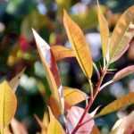 ¡8 arbustos perennes de crecimiento rápido para un seto de ocultación rápida!