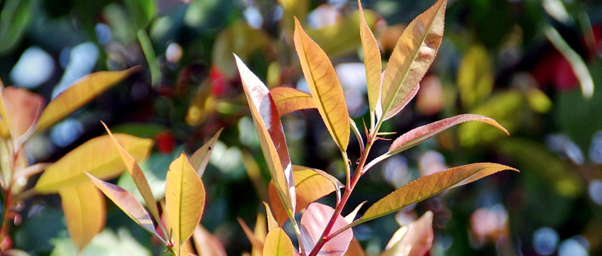 ¡8 arbustos perennes de crecimiento rápido para un seto de ocultación rápida!
