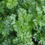 7 plantas aromáticas para la sombra