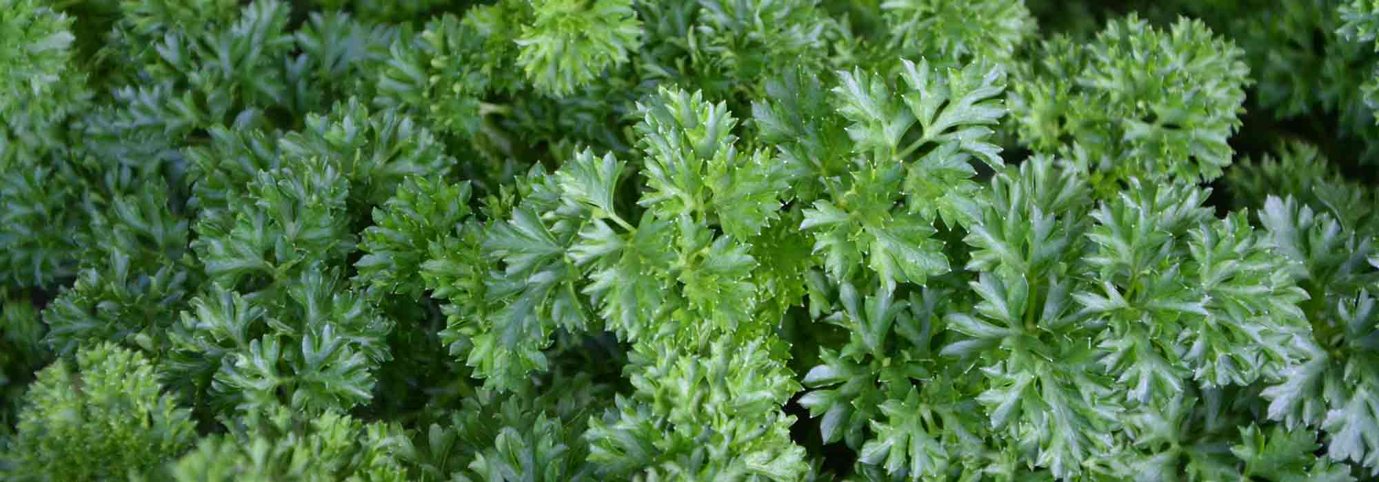 7 plantas aromáticas para la sombra