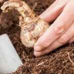 Plantación de bulbos: ¿qué herramientas elegir?