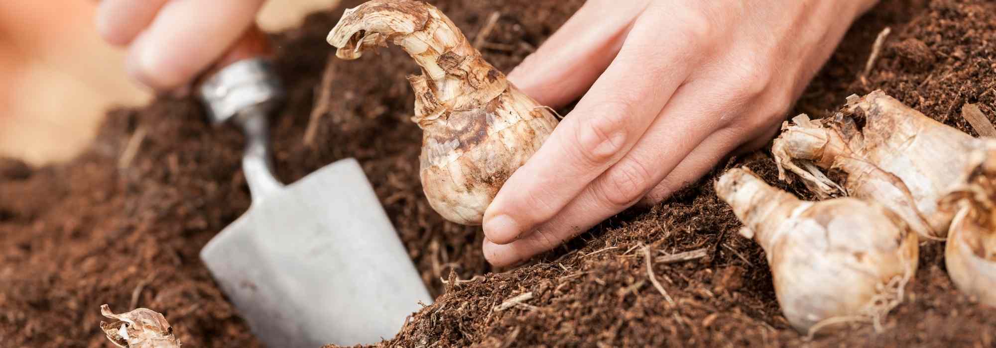 Plantación de bulbos: ¿qué herramientas elegir?