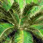 ¿Cómo proteger una cica en invierno?