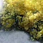 ¿Cómo proteger una mimosa para el invierno?