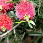 ¿Cómo podar un Callistemon?