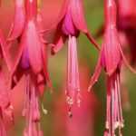 Fuchsia: 6 especies y variedades más resistentes