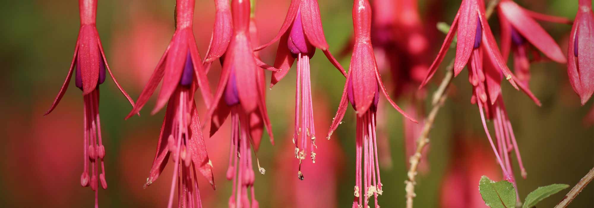 Fuchsia: 6 especies y variedades más resistentes