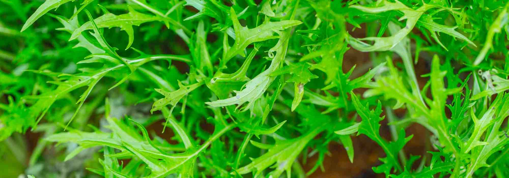 Mizuna: sembrar, cultivar