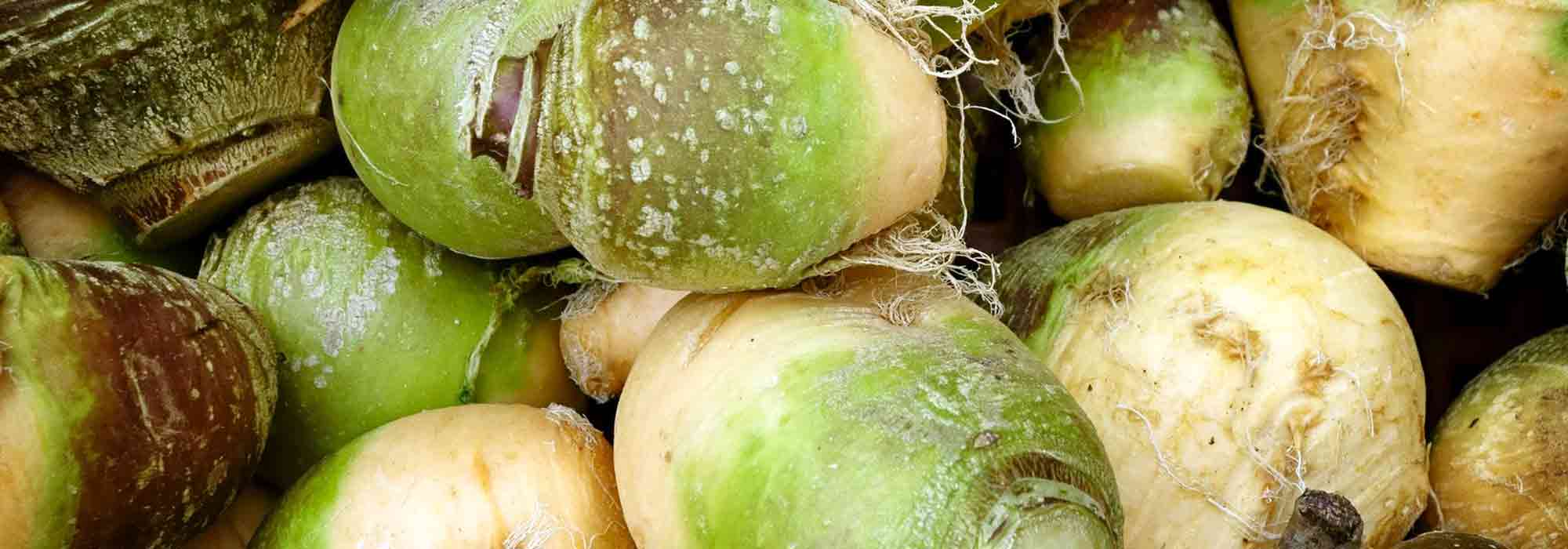 El rutabaga: siembra, cultivo, cosecha