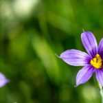 Sisyrinchium, Ojo azul: plantar, cultivar y cuidar