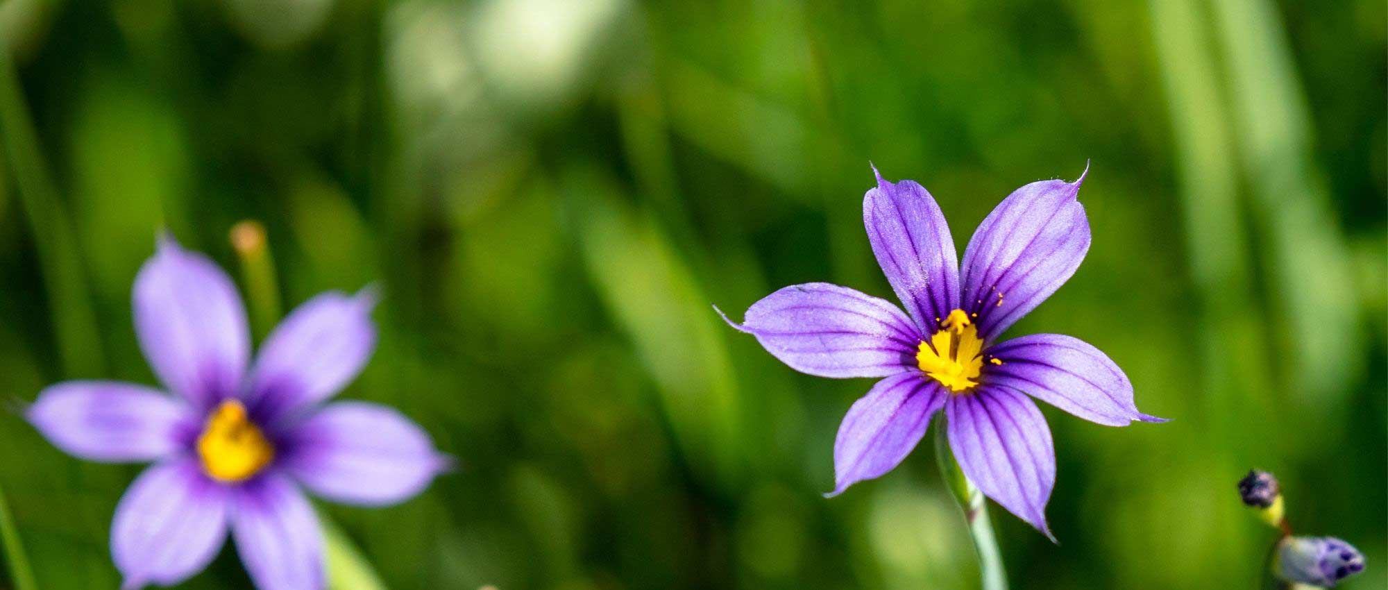 Sisyrinchium, Ojo azul: plantar, cultivar y cuidar