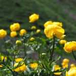 Trollius: plantar, cultivar y cuidar
