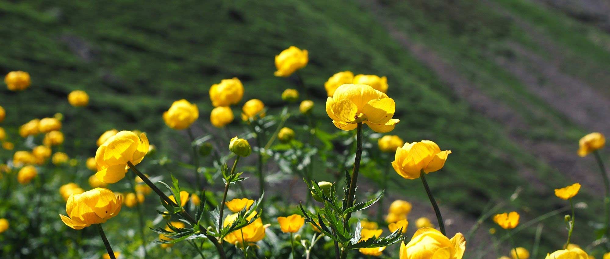 Trollius: plantar, cultivar y cuidar