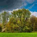 ¿Cuándo y por qué crear un seto cortavientos?